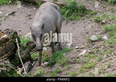 Babirusa Celebes (Babyrousa babyrussa) endangered animal species. Female Buru bairusa Stock Photo