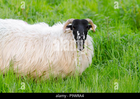 Scottish Blackface Sheep, Ovis aries, eating long grass in  the UK Stock Photo