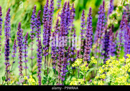 Lavender blossom (Lavandula) flowers close up. Lavender garden, lavender field Stock Photo