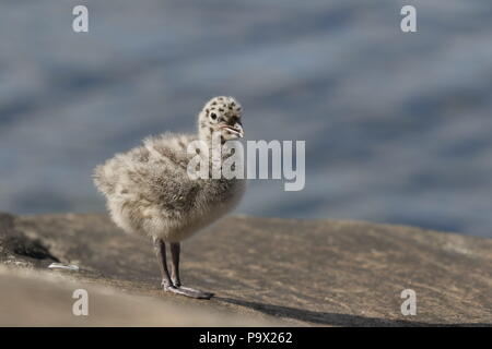Common Gull, Larus canus, juvenile calling Stock Photo