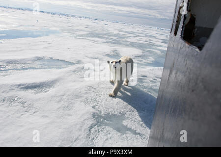 Polar Bear investigates a ship in Sea Ice near Svalbard Stock Photo