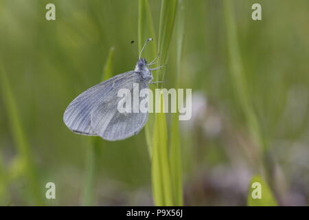 Wood White, Leptidea sinapsis Stock Photo