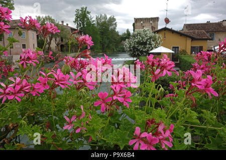 selective focus on geranium flowers in Borghetto, Italy Stock Photo