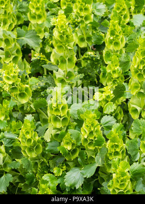 Green flowers in the upright spikes of the hardy annual flower arranger's bloom, Bells of Ireland, Moluccella laevis Stock Photo