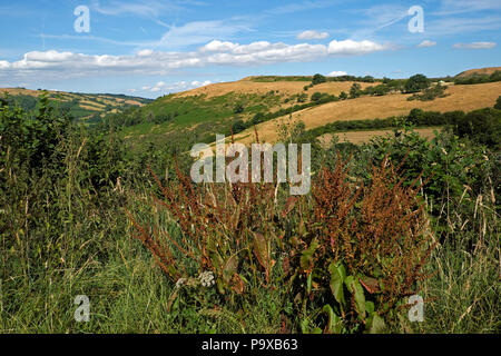 Parched brown hills fields and blue sky in July 2018 summer heatwave on farming land in Carmarthenshire, Wales UK Great Britain KATHY DEWITT Stock Photo