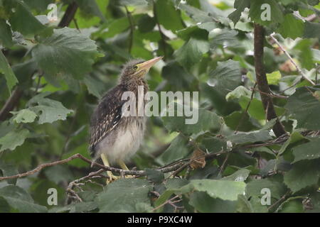 Juvenile Green heron chicks in tree near nest Stock Photo