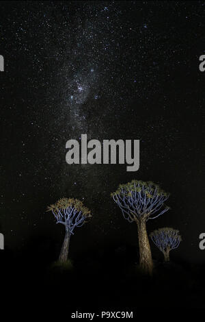 Quiver trees (kokerboom) (Aloidendron dichotomum, formerly Aloe dichotoma) and Milky Way, Quiver Tree Forest, Keetmanshoop, Namibia, Stock Photo