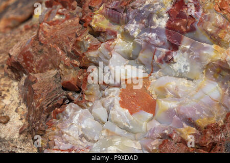 Close up of fossilized petrified wood along Giant Logs Trail in Petrified Forest National Park in Arizona Stock Photo