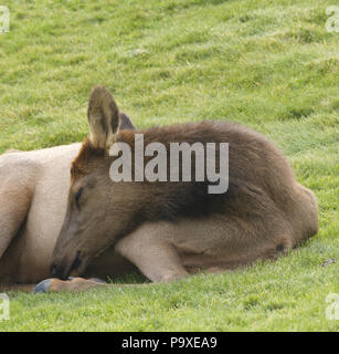 Young elk calf curls up and dozes on grass in morning sunshine.  Location is at Mammoth Hot Springs in Yellowstone National Park in Wyoming.  Date is  Stock Photo