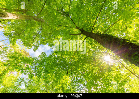 Sunlight in green coniferous forest. Summer forest nature. Green nature landscape, sunny spring summer. Stock Photo