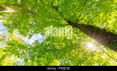 Sunlight in green coniferous forest. Summer forest nature. Green nature landscape, sunny spring summer. Stock Photo