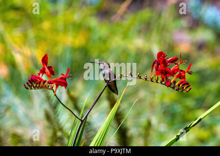 Young Rufous Hummingbird perched on stalk of Crocosmia red flowers in summer Stock Photo