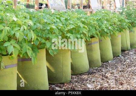 Solanum tuberosum. Growing Potatoes in grow bags. UK Stock Photo
