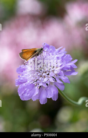 Thymelicus sylvestris. Small Skipper butterfly on a scabious flower Stock Photo