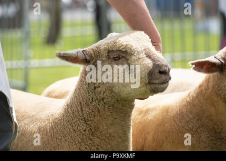 Ovis aries. Southdown sheep on show at an Agricultural show. UK Stock Photo