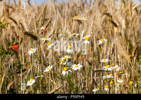 white daisies and red poppies growing near the field with yellow ripened wheat in the autumn season, closeup Stock Photo