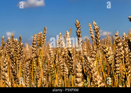 agricultural field, on which wheat grain is grown, which will be used for making bread, cakes and other flour foods, closeup against a blue sky Stock Photo