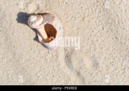 Large beautiful broken cracked antique old ocean seashell shell on the sabd background Stock Photo