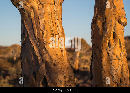 Graffiti on quiver trees (kokerboom) (Aloidendron dichotomum, formerly Aloe dichotoma), Quiver Tree Forest, Keetmanshoop, Namibia, Stock Photo