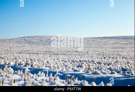 sharp round snow caps on stubble from harvested cereal crop, close-up in the morning in the field, landscape with blue sky in clear weather Stock Photo