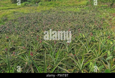 Pineapple (Ananas comosus) crop growing in field  Lanyu Island, Taiwan              April Stock Photo