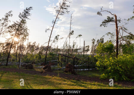 torn from the roots and broken birches in the grove after the last hurricane, spring landscape in nature evening time during sunset Stock Photo
