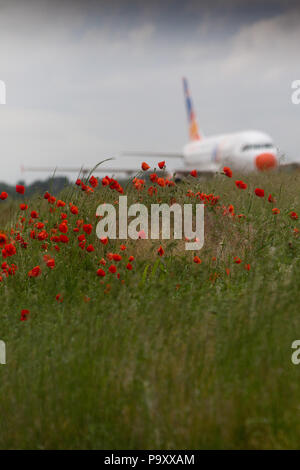 A poppy field on the edge of Milan-Linate Airport, Italy. Stock Photo