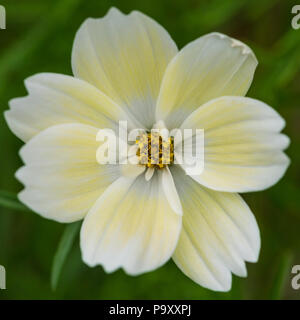 A macro shot of a cosmos xanthos bloom. Stock Photo