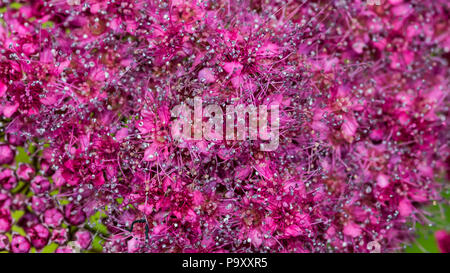 A macro shot of the pink blossom of a magic carpet bush. Stock Photo