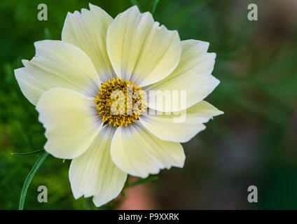 A macro shot of a cosmos xanthos bloom. Stock Photo