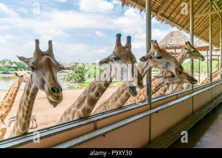 Giraffes heads in safari park. Beautiful wildlife animals on sunny warm day. Stock Photo