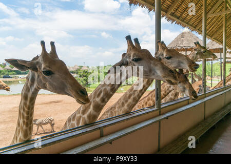 Giraffes heads in safari park. Beautiful wildlife animals on sunny warm day. Stock Photo