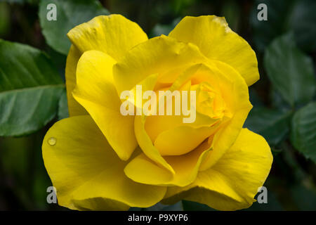 Yellow Rose in Bloom