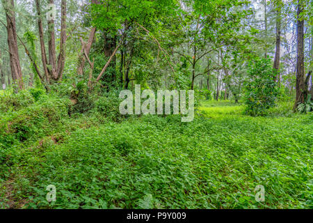 Singapore - july 15, 2018:  Dense vegetation in Coney island Forrest. Coney Island, alternatively known as Pulau Serangoon, is a 133-hectare island lo Stock Photo