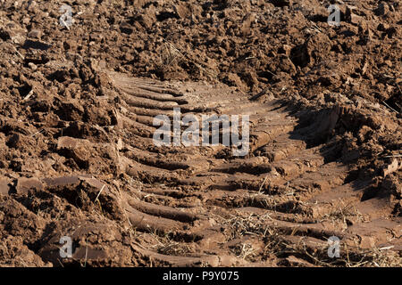 ribbed traces of a tractor on plowed soil of the brown color of an agricultural field, a closeup of tracks in the place of a turn of transport Stock Photo