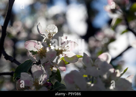 white flowers with a pink and red shade of a blooming apple tree in spring, fruit garden Stock Photo