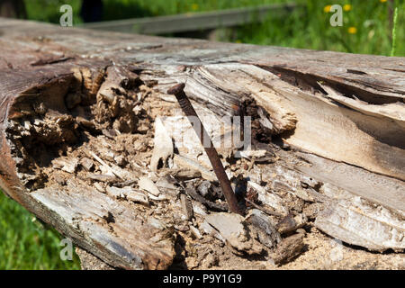 a rusty metallic nail driven into a rotting log of a part of a structure, a closeup Stock Photo