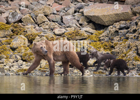 Mother Brown Bear with three cubs on the shores of Katmai National Park, Alaska