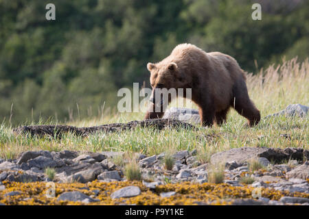 Alaskan Brown Bear, Katmai National Park