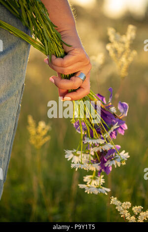 A bouquet of wildflowers in a woman's hand. Sunset. Stock Photo