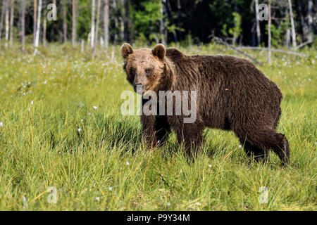 Young Brown bear is crossing the swamp. Stock Photo