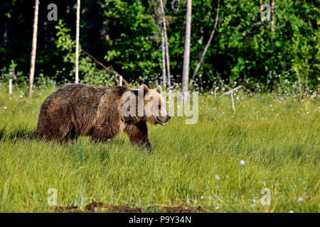 Young Brown bear is crossing the swamp. Stock Photo