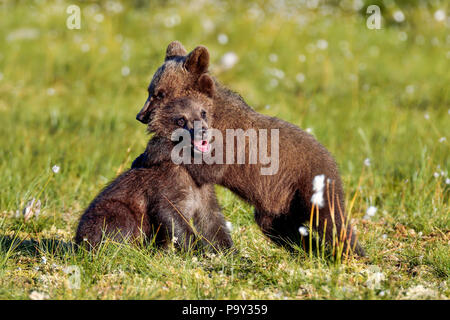 Brown bear cubs are playing at the swamp. Stock Photo