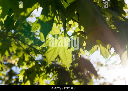 sun illuminating and shining through fresh young foliage of maple trees, closeup in a forest in the spring Stock Photo
