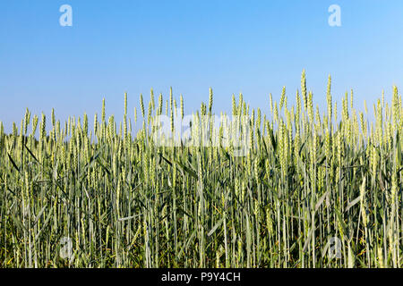 close up photographed agricultural field on which grows green unripe rye. In the background a blue sky Stock Photo