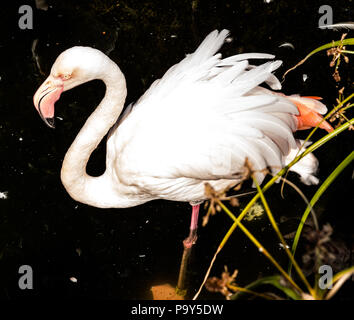 Pretty Flamingo Stock Photo