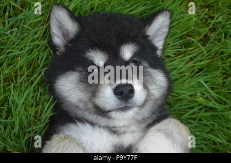Really sweet face of an eight week old alusky puppy. Stock Photo