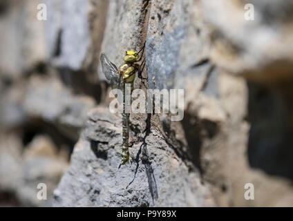 Dragonfly sitting on a stone wall Stock Photo