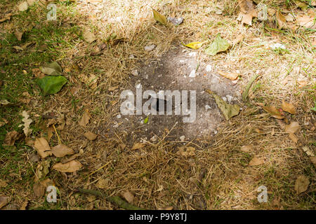 A mouse hole in the ground between dry grass and leaves, Hampshire, England, UK Stock Photo