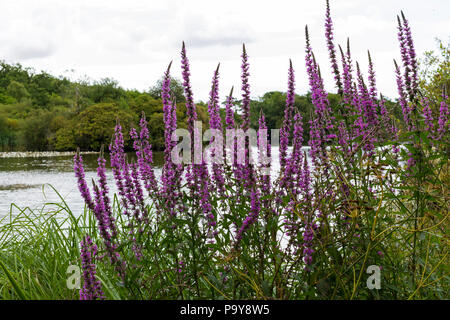 Lythrum salicaria, Purple loosestrife growing beside a lake in summer,  England, United Kingdom Stock Photo